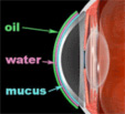 Dry Eye Tear Film Layers