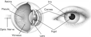 Normal Eye Anatomy - Specialist Eye Centre Bathurst - Eye Surgery